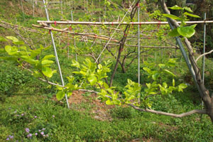 圖一、萌芽整齊之後，可選留適當的新梢。