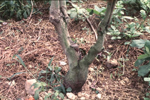 圖三、大的傷口未癒合，日後容易枯死。