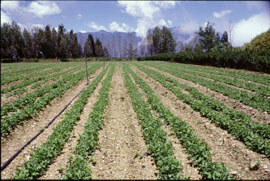 高冷地夏作豌豆苗栽培情形