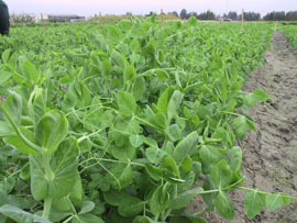 台中15號之田間生育情形