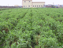 平地冬春作豌豆苗栽培情形