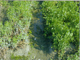 白粉病抗病性之比較(田間自然發病)左為黑目，右為台中15號