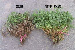 白粉病抗病性之比較(田間自然發病)