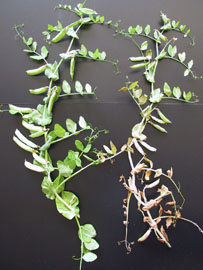 白粉病抗病性之比較(田間接種檢定)(左為台中15號，右為黑目)