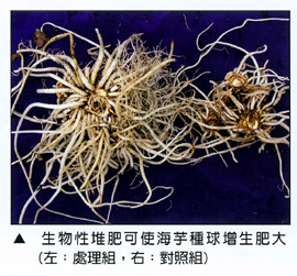 生物性堆肥可使海芋種球增生肥大(左:處理組，右：對照組)
