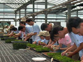 菊花穴盤育苗扦插實習