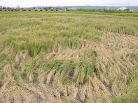 肥料施用過量水稻生育後期因連續降雨而倒伏