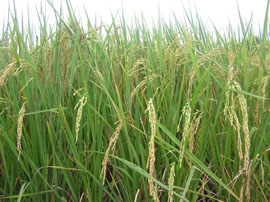 生長過於繁盛導致水稻抽穗不整齊