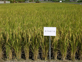豐產良質長糯米新品種台中秈糯2號