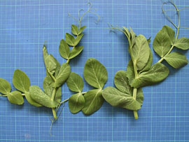 豆苗大小之比較(左) 黑目(右) 台中15號