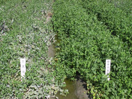 白粉病抗病性之比較(田間自然發病) (左) 黑目(右) 台中15號