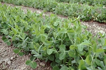 台中15號之田間生育情形