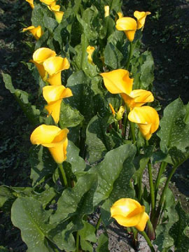 木黴菌菌種(TCT103)製造堆肥產品使用於彩色海芋栽培現況。