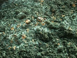 木黴菌菌種(TCT103)純菌培養圖。