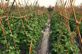 木黴菌菌種(TCT103)製造堆肥產品使用於菜豆栽培現況。