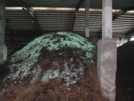 利用液化澱粉芽孢桿菌菌種(TCB428)製造堆肥現場之一。