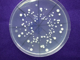 液化澱粉芽孢桿菌菌種(TCB428)純菌培養圖。