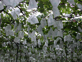 液化澱粉芽孢桿菌菌種(TCB428)製造堆肥產品使用於葡萄栽培現況。