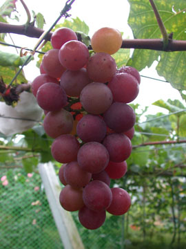 液化澱粉芽孢桿菌菌種(TCB428)製造堆肥產品使用於玫瑰栽培現況。