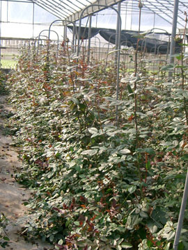 液化澱粉芽孢桿菌菌種(TCB428)製造堆肥產品使用於玫瑰栽培現況。