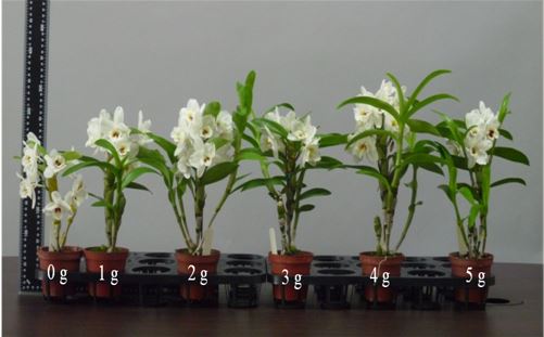 春石斛蘭於水苔介質栽培下施用緩釋性複合肥料 1~2 g/ 盆有促進開花功能