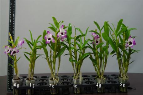 春石斛蘭於椰塊介質栽培下施用緩釋性複合肥料 2~3 g/ 盆有促進開花功能