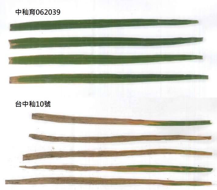 具抗性基因品系與對照品種台中秈10號之白葉枯病接種結果