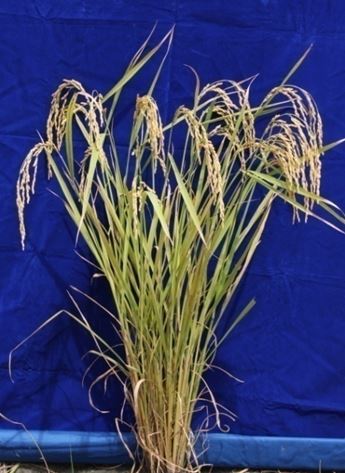 水稻 ‘ 台中 194 號 ’ 植株。