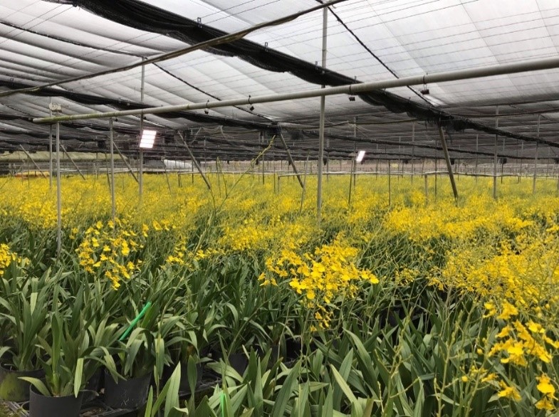 採用LED燈具較高壓鈉燈節能40%，搭配智能補光技術可以更進一步節省電費。