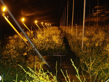 文心蘭以高壓鈉燈電照結合除芽技術可將產期延至2-4月