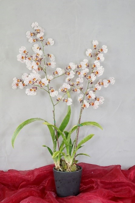 文心蘭台中4號-雪中紅之唇瓣具灰橘色點斑及紫色斑塊，奇特而美麗