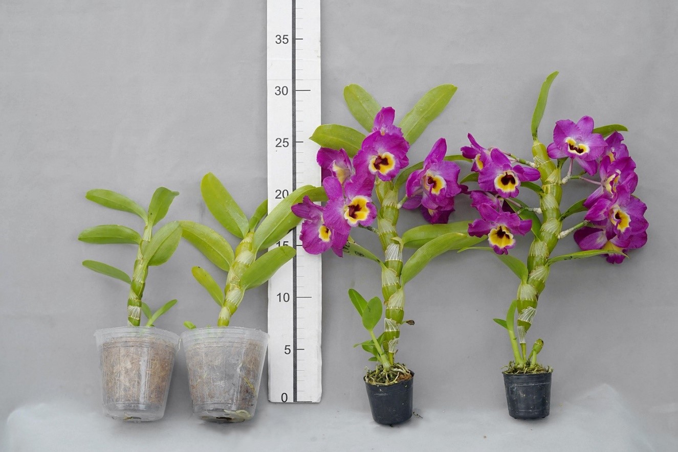 春石斛蘭促成栽培技術可於1年時間生產迷你盆花(右)