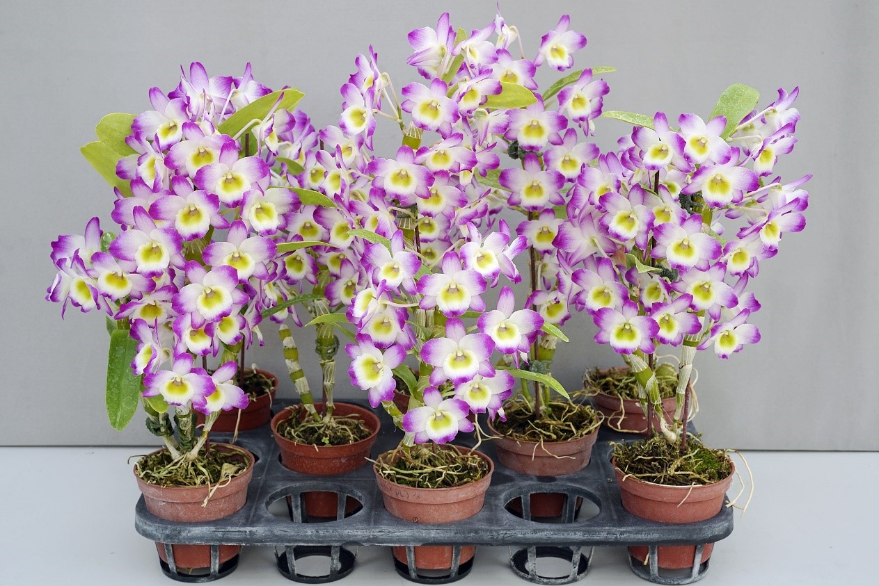 春石斛蘭台中4號通過催花處理篩選，具有計畫生產之潛力。