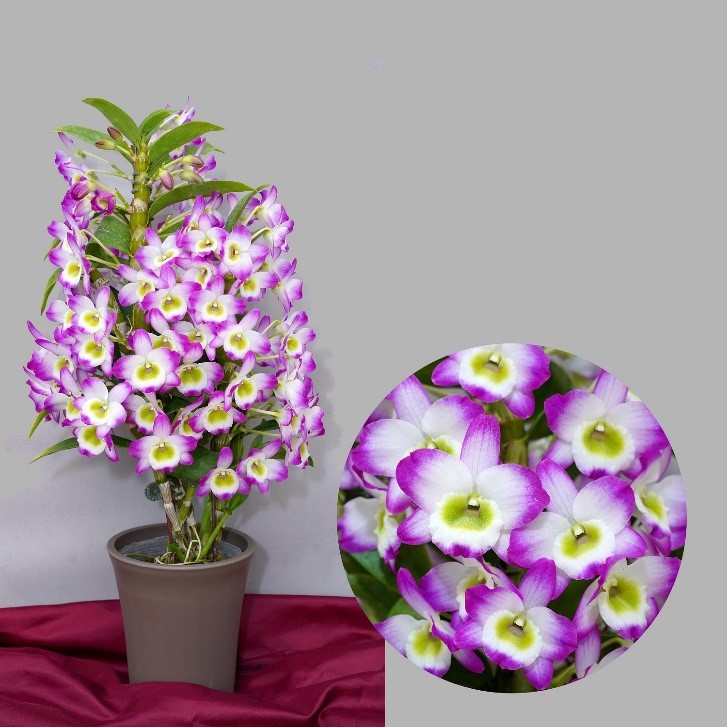春石斛蘭台中4號-芳明翡翠