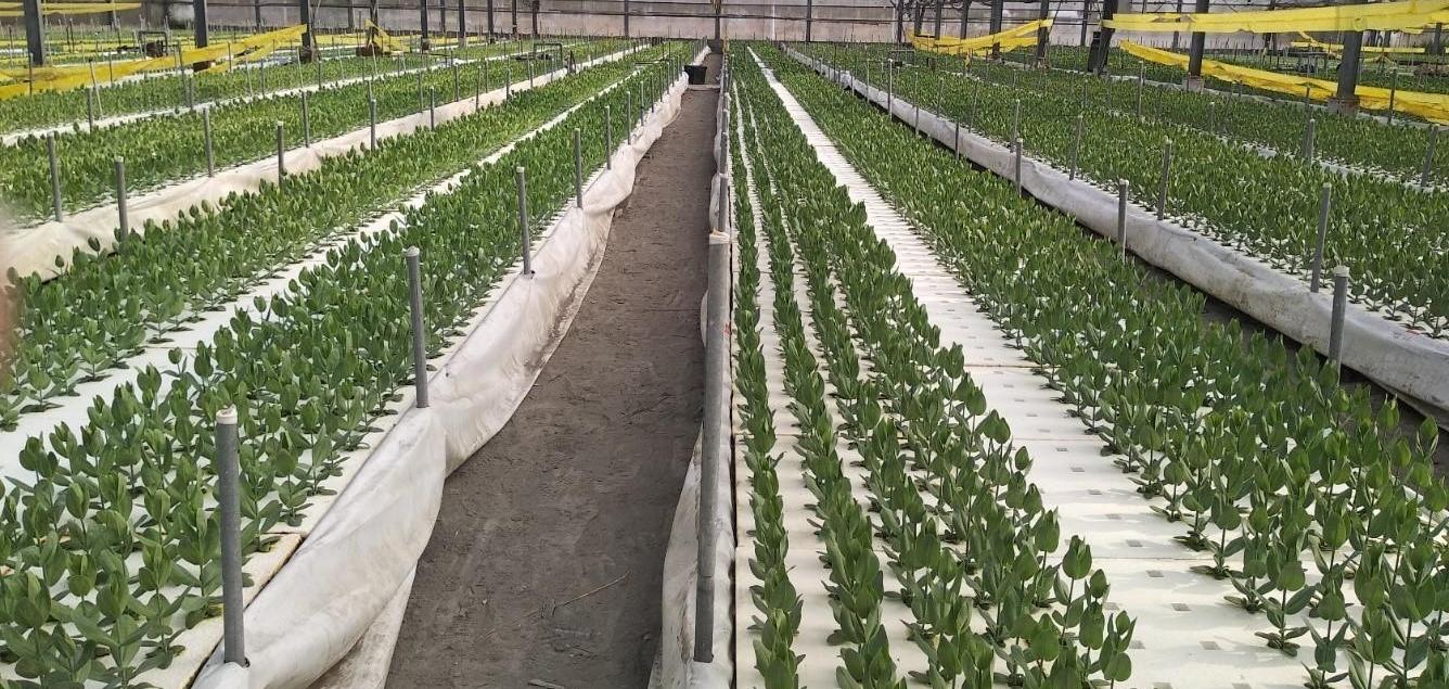 洋桔梗設施水耕栽培系統