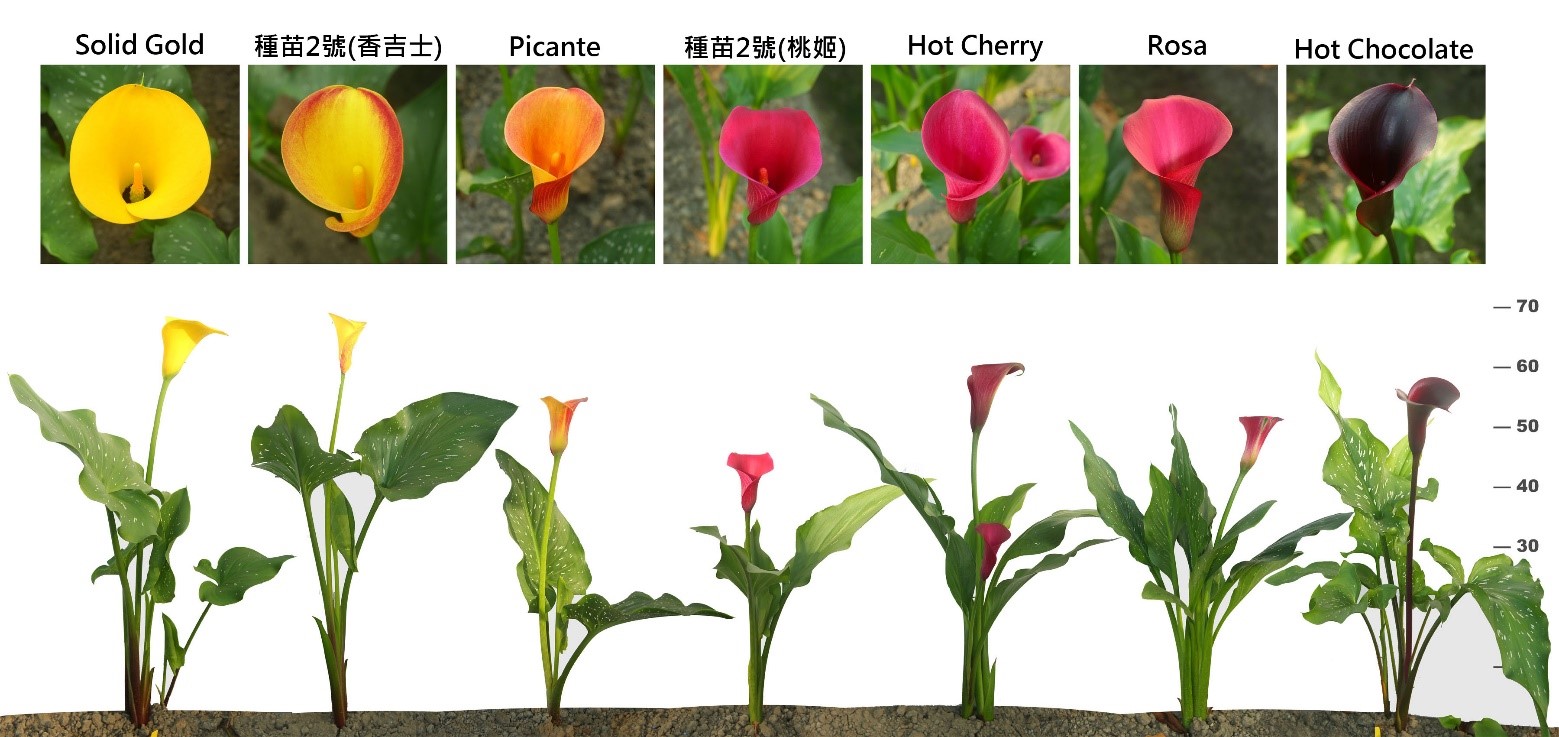 經篩選適合於臺灣中部供切花生產之彩色海芋品種