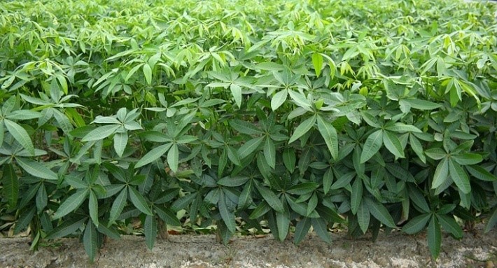 馬拉巴栗五枝編苗於田間栽培情形