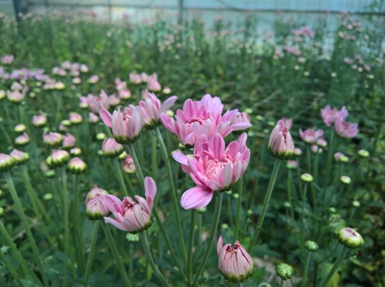 台中9號‘櫻粉’開花整齊具穩定性，粉紅色半重瓣花朵，具市場潛力