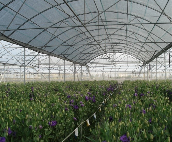 遮陰處理改進夏季洋桔梗品質