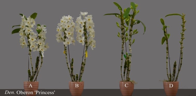 Den. Oberon ‘Princess’以上山催花處理(A及B)可較不處理(D)提早開花。
