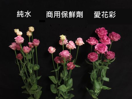 臺中場研發洋桔梗保鮮劑「愛花彩」，可增加瓶插壽命及花蕾開放