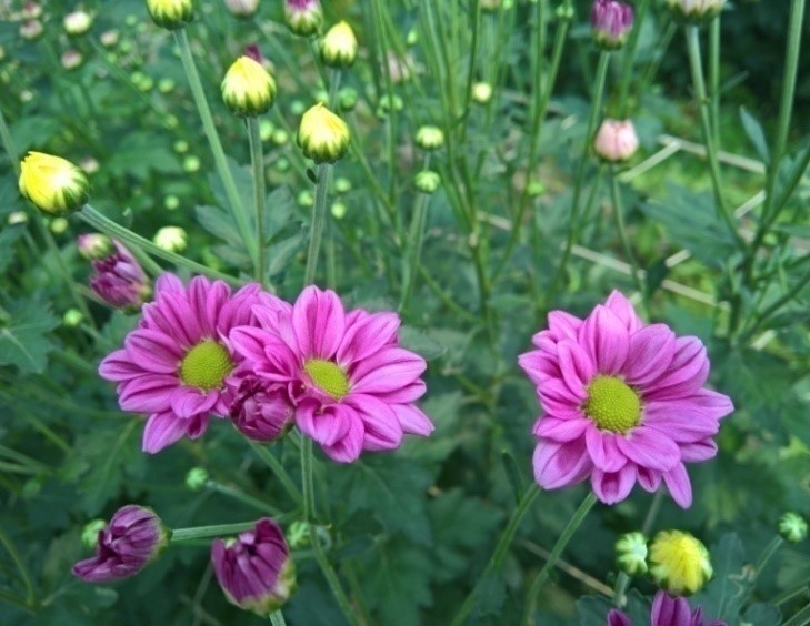 台中10號‘艾琳娜’紫紅色單瓣花朵，可望與夏季卡洛琳品種競爭