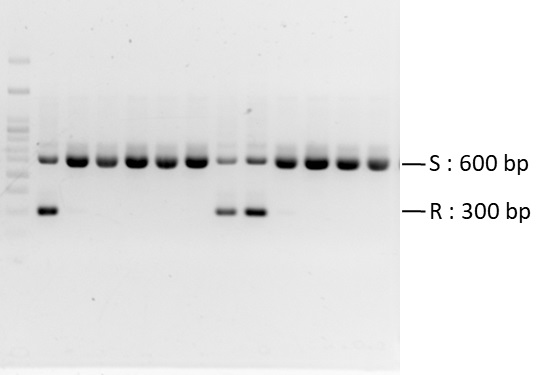 全紅番茄雜交組合抗黃化捲葉病基因Ty-2分子標誌檢定結果，同時帶有R與S條帶者，為成功導入抗病基因之選拔目標。