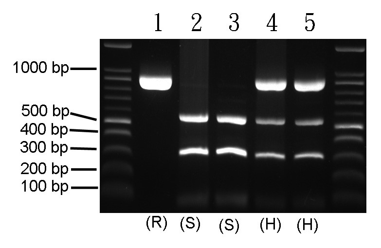 水稻抗白葉枯病基因xa5檢測，R與S分別代表抗病型與感病型同質結合，H代表異質結合型。