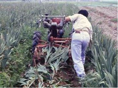 Gladiolus corms digger (1995)