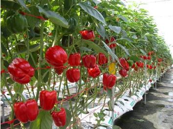 substrate culture vegetables industry