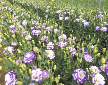 Eustoma