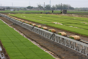 中部地區水稻育苗產業朝自動化方向改善 